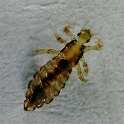 Image of a louse 60 time zoomed